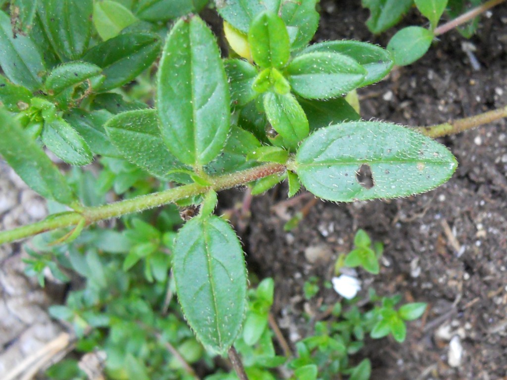 Helianthemum nummularium